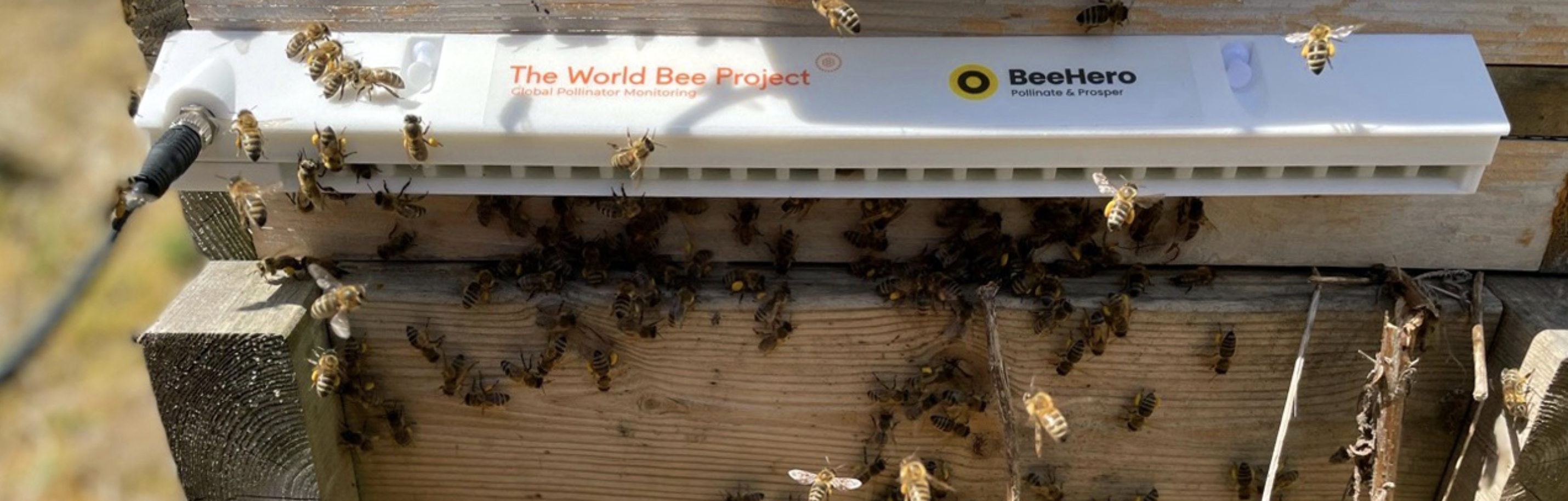 How Artificial Intelligence, IoT And Big Data Can Save The Bees