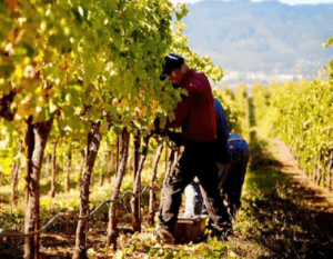 Source: Rodney Strong Vineyards, “Place Matters,” https://www.rodneystrong.com/