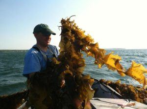Kelp!
