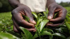 tea-leaves