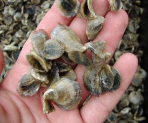 Oyster larvae