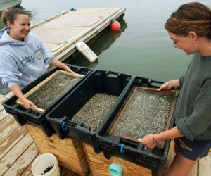 Island Creek Oyster shuckers hard at work