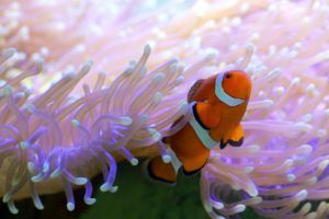 nemo