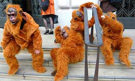 orangutans