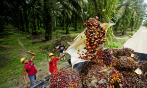 palm-oil