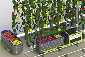 Robots harvesting bell peppers