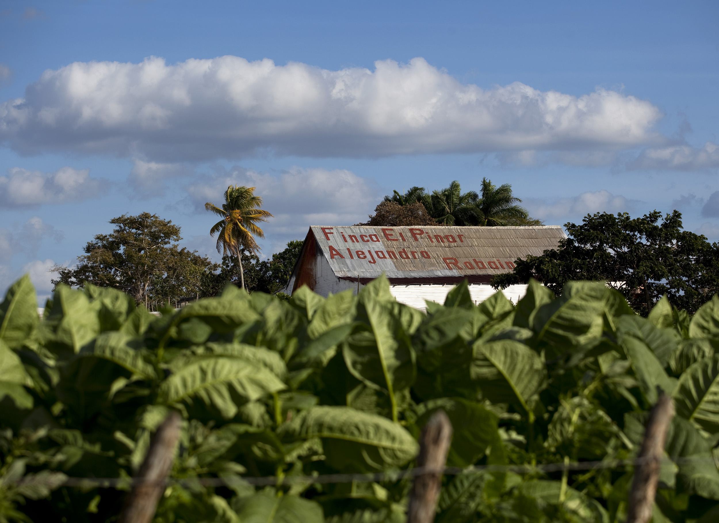 Robaina: A Model Cuban Cigar Brand