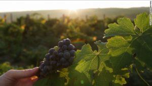 140922112242-china-vineyard-grapes-story-top