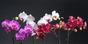 3-orchids-ss