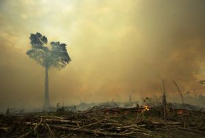 Palm oil production is a major cause of deforestration