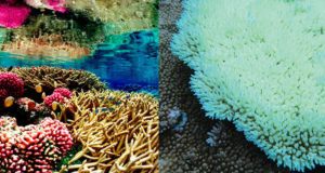 860-header-coral-bleaching