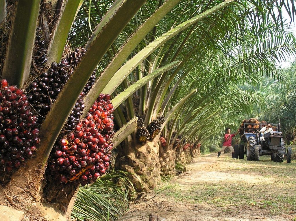 certified-sustainable-palm-oil-derivatives-prohibitively-expensive-in-us
