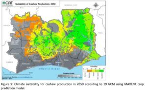 2050 Cashew Production Suitability in Ivory Coast & Ghana