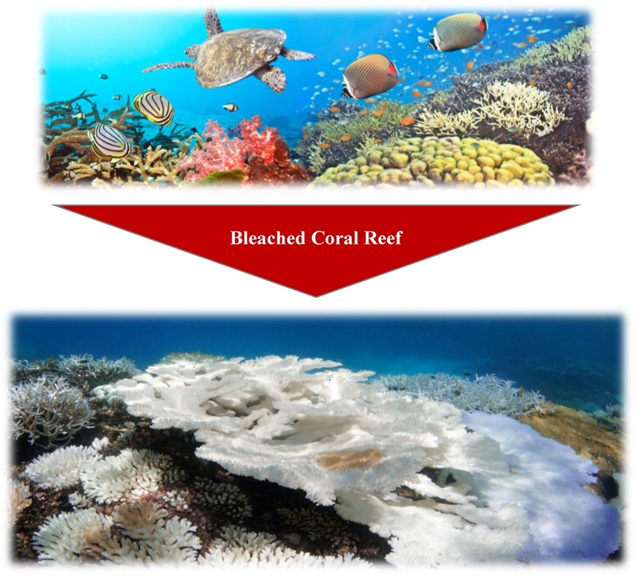 maldives-2nd-image-corals