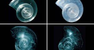 In a lab experiment, a sea butterfly (pteropod) shell placed in seawater with increased acidity slowly dissolves over 45 days.