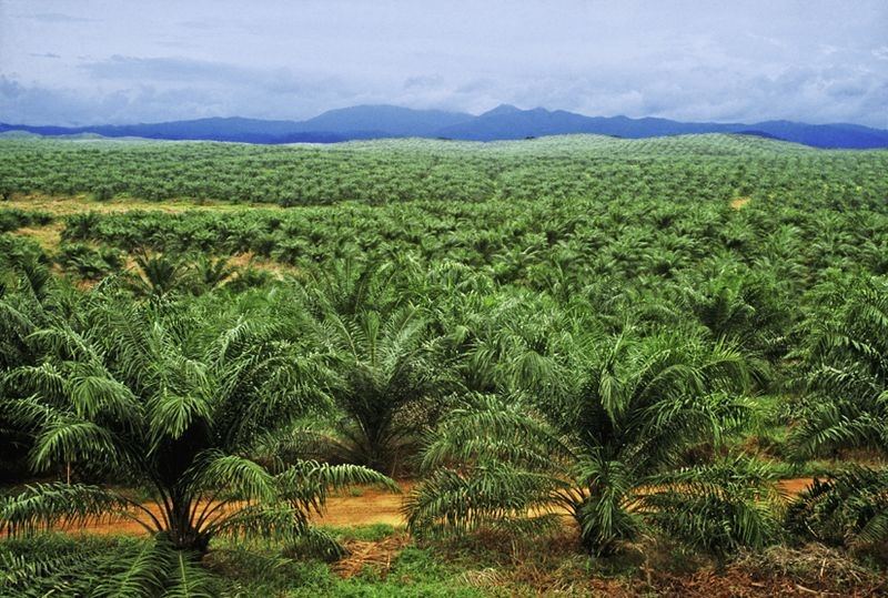 palmoil-picture-2