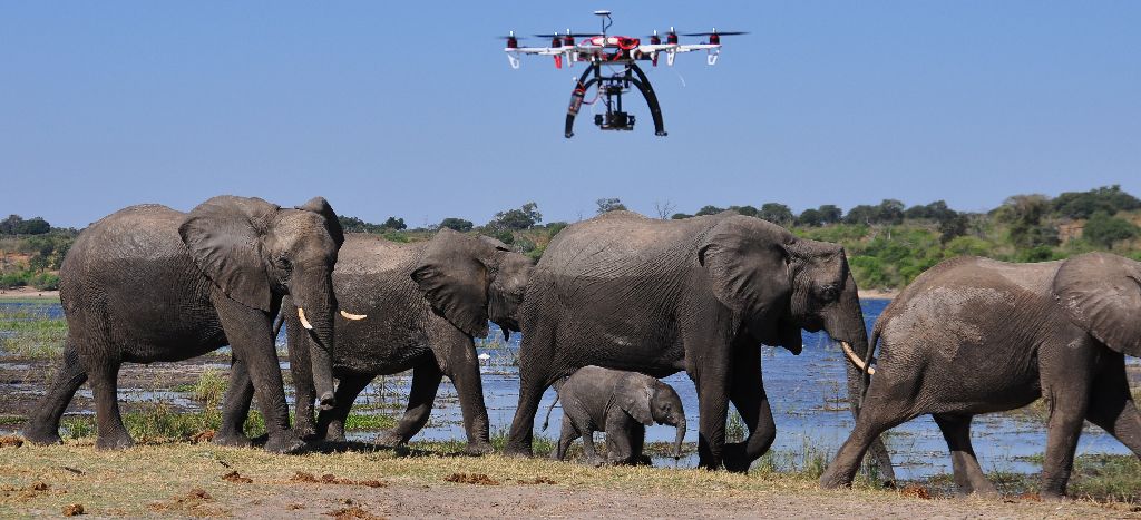 drone-elephant-1