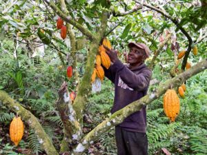 evaluating-cocoa-agroforestry-systems-to-design-new-cropping-systems_lightbox