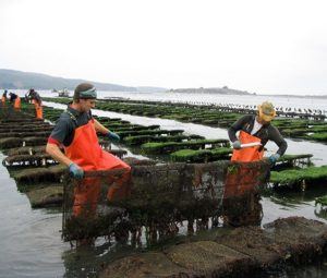 Keeping the oysters in a controlled environment becomes increasingly difficult as they grow