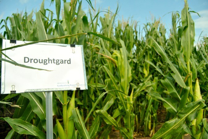 Example of drought resistant crops