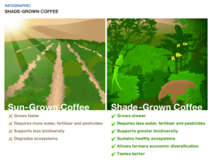 shade-grown-coffee