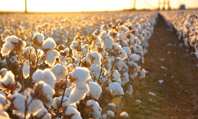 Technology could allow hemp and flax to break cotton's global hold