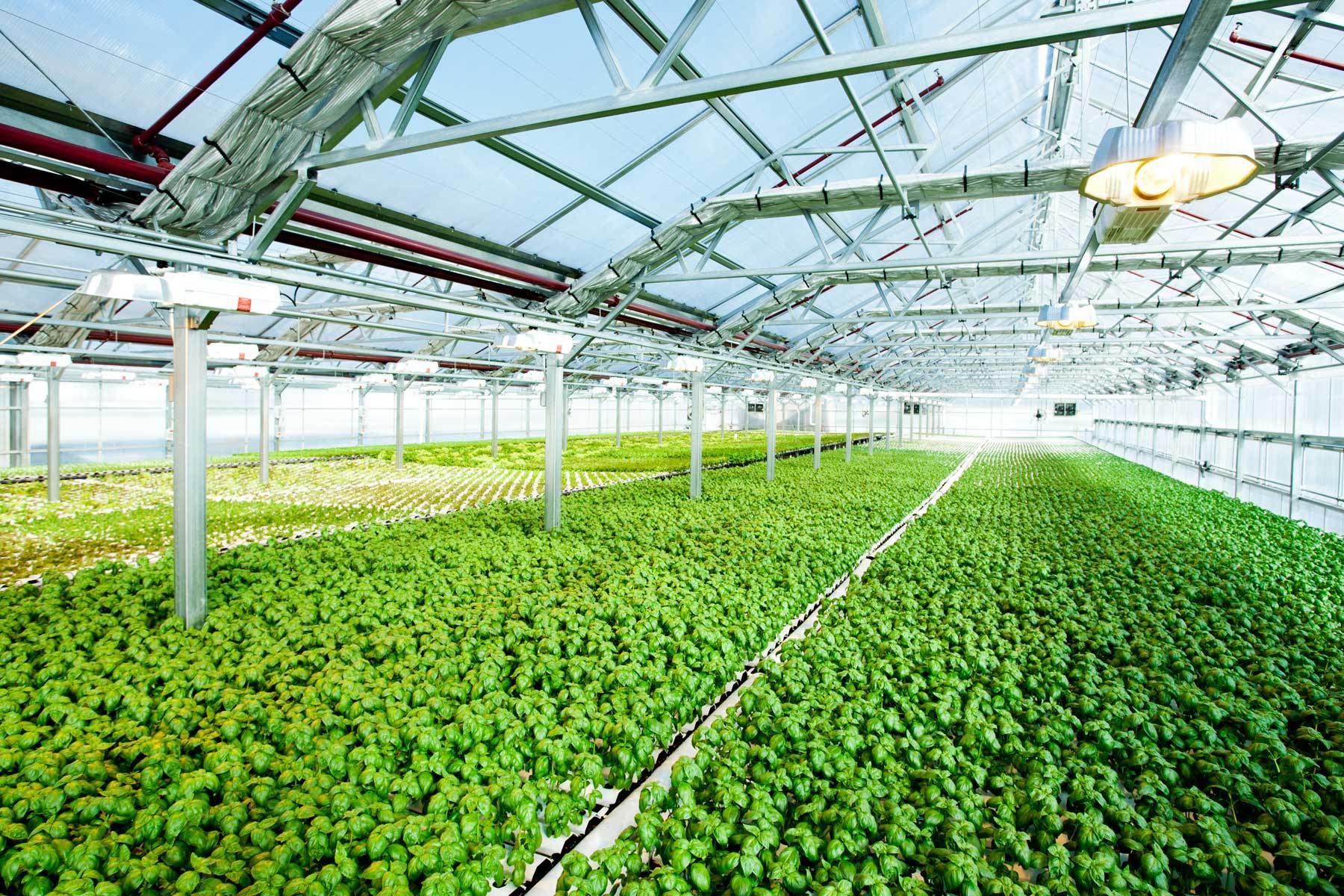 Gotham Greens is Redefining What's Possible in the Food System by