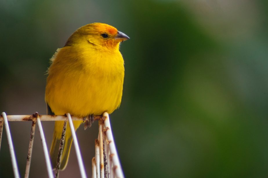 Yellow bird looking into distance